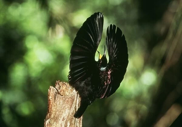 Bird of Paradise  /  Victorial Riflebird - male, side on display of 110˚