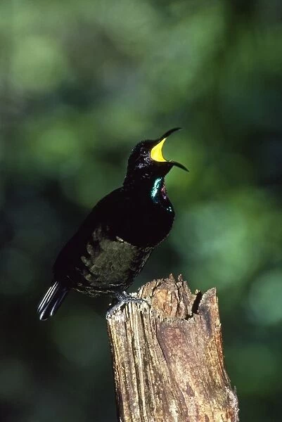 Bird of Paradise - Victoria's Rifelbird - male calling North Queensland, Australia