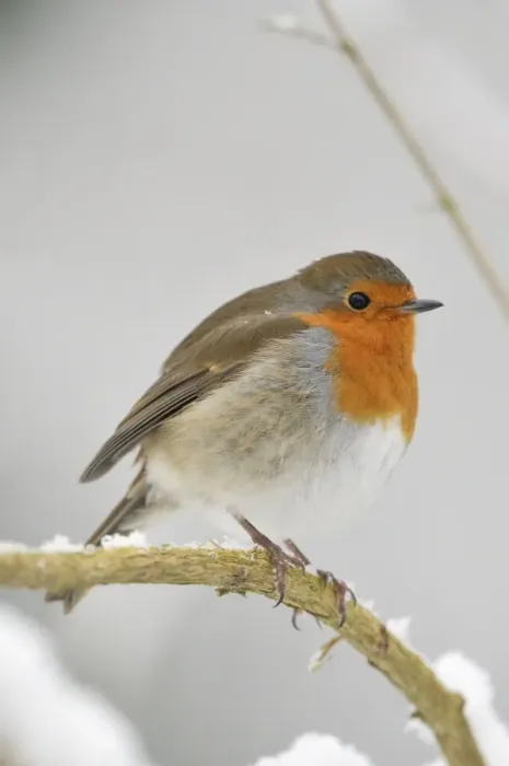 Framed Print : BIRD. Robin Framed Print : BIRD. Robin