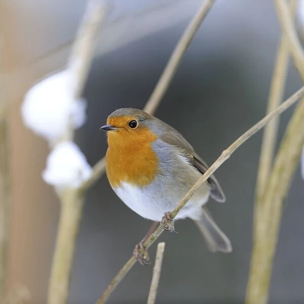 BIRD. Robin