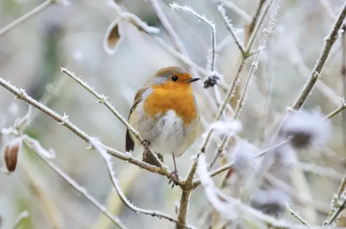 Framed Print : Bird - Robin in frosty setting Framed Print : Bird - Robin in frosty setting