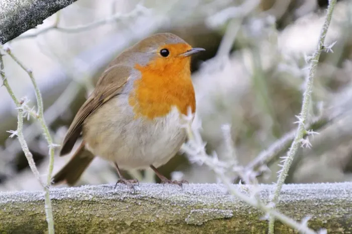 Framed Print : Bird - Robin in frosty setting Framed Print : Bird - Robin in frosty setting