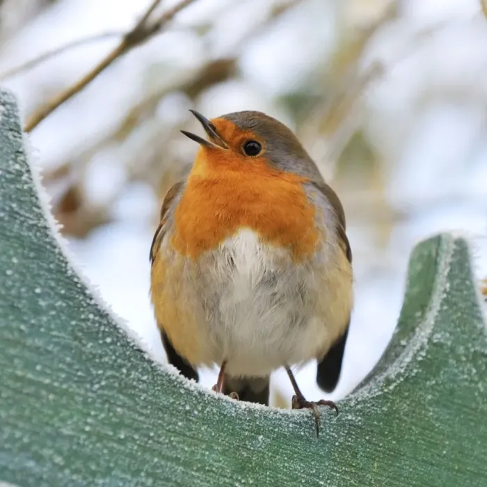 Framed Print : Bird - Robin in frosty setting Framed Print : Bird - Robin in frosty setting
