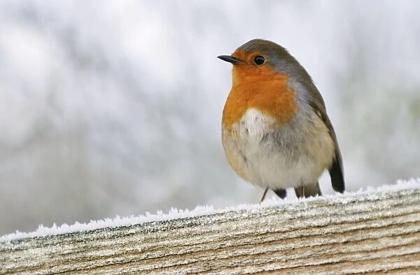 Bird - Robin in frosty setting Digital Manipulation: aged & added snow to wood