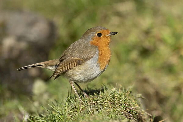 BIRD. Robin, on the ground, side view