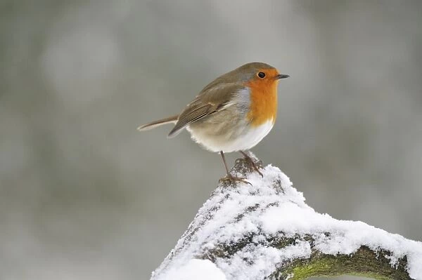 BIRD. Robin in snow