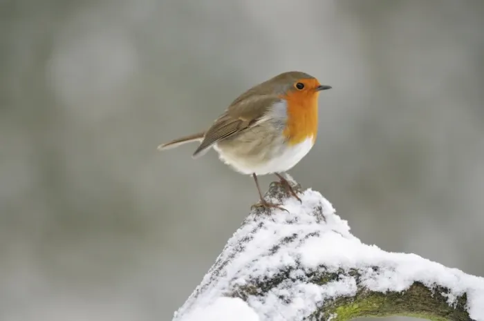 Framed Print : BIRD. Robin in snow Framed Print : BIRD. Robin in snow