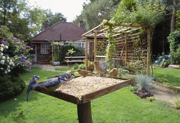 Bird Table - with birds feeding
