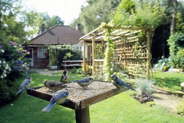 Bird Table - birds feeding - Blue Tit - Green Finch - Great Tit