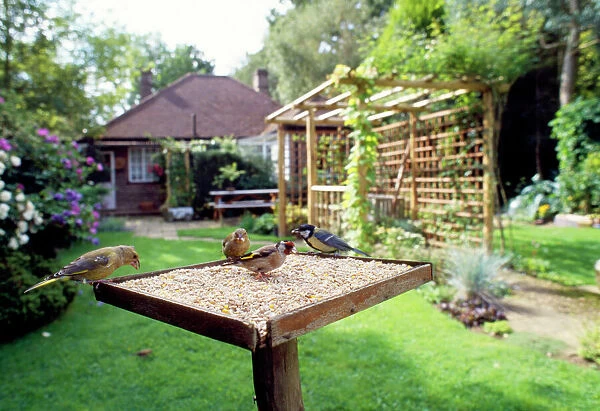 Bird Table - with birds feeding, Greenfinch, Goldfinch & Great Tit