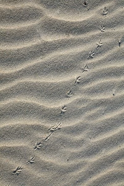 Bird Tracks - songbird in sand, on sand dune, Island of Texel, Holland
