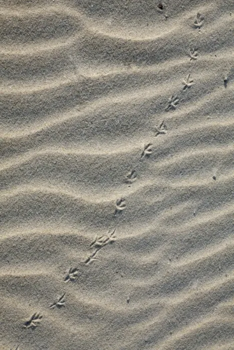 Framed Print : Bird Tracks - songbird in sand, on sand dune, Island of Texel, Holland Framed Print : Bird Tracks - songbird in sand, on sand dune, Island of Texel, Holland