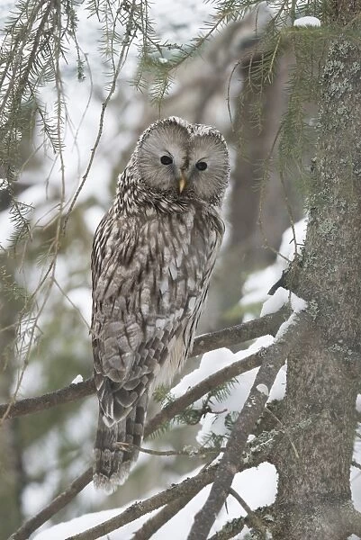 BIRD. Ural Owl sitting in snowy fir tree