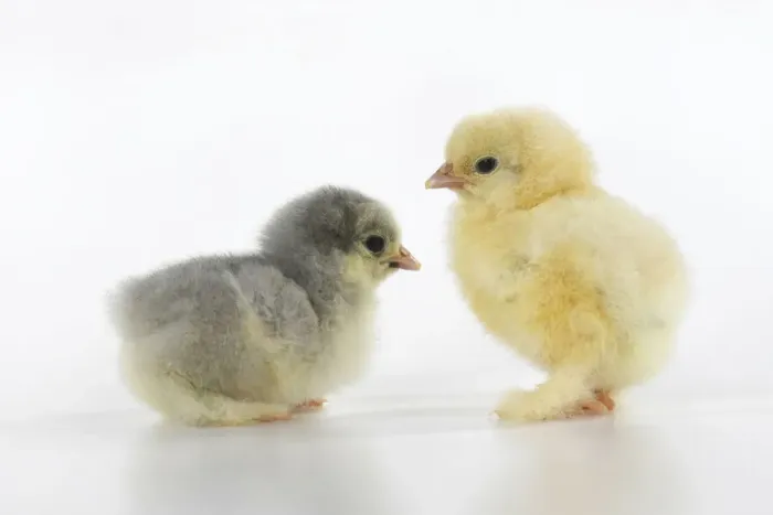 Framed Print : BIRD, X2 one day old chicks, , on white background, studio Framed Print : BIRD, X2 one day old chicks, , on white background, studio