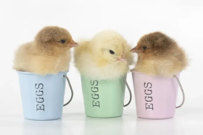 Framed Print : BIRD. X3 Chicken chicks, 1 day old, sitting in egg cups, studio, white background Framed Print : BIRD. X3 Chicken chicks, 1 day old, sitting in egg cups, studio, white background