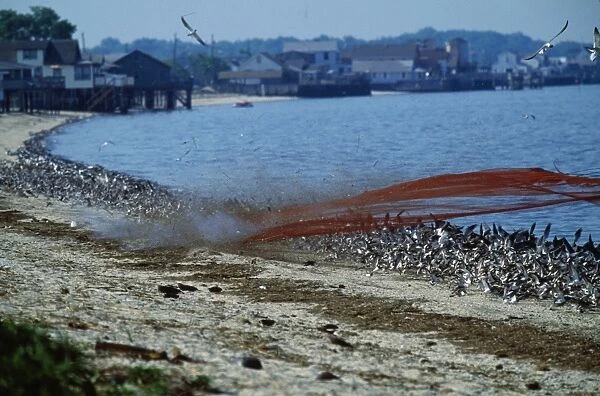 Birds - canon net firing over shorebirds for banding - Reed's beach New Jersey USA