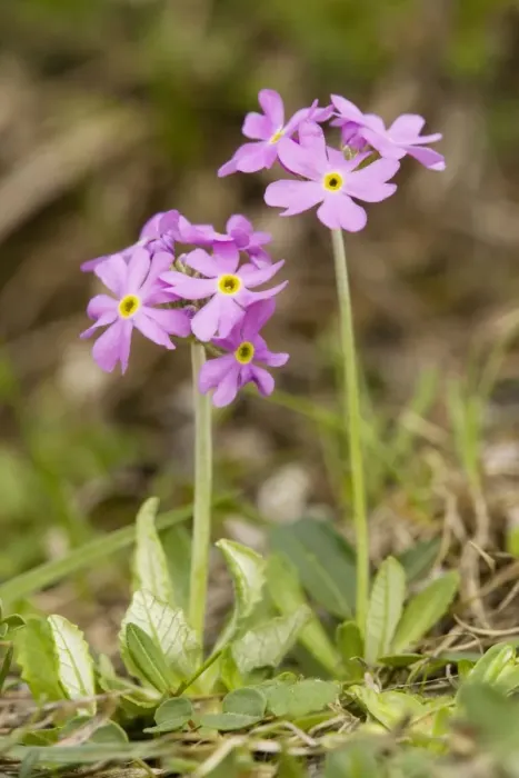 Framed Print : Bird's eye Primrose (Primula farinosa) in wet meadow. Uncommon in UK Framed Print : Bird's eye Primrose (Primula farinosa) in wet meadow. Uncommon in UK