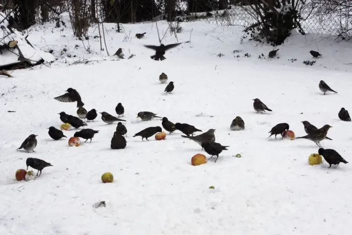 Framed Print : Birds - feeding on apples in the garden, including Blackbird (Turdus merula), Thrushes, Fieldfare and Starling (Sturnus vulgaris) Framed Print : Birds - feeding on apples in the garden, including Blackbird (Turdus merula), Thrushes, Fieldfare and Starling (Sturnus vulgaris)