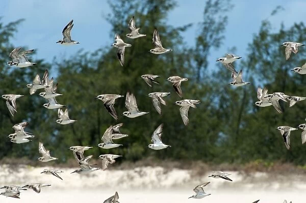 Birds in flight - mostly Greater Sand-Plovers but with a few