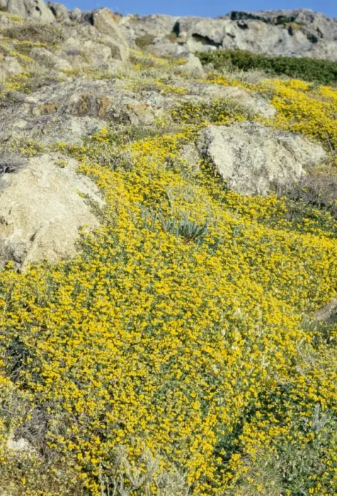 Framed Print : Bird's Foot Trefoil - covering rocks Framed Print : Bird's Foot Trefoil - covering rocks