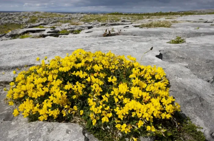 Framed Print : Bird's Foot Trefoil - on limestone pavement near Black Head, The Burren; Eire Framed Print : Bird's Foot Trefoil - on limestone pavement near Black Head, The Burren; Eire
