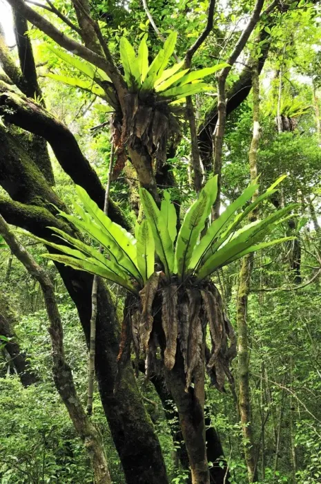 Framed Print : Bird's Nest Fern - Montagne d'Ambre National Park - Antsiranana - Northern Madagascar Framed Print : Bird's Nest Fern - Montagne d'Ambre National Park - Antsiranana - Northern Madagascar
