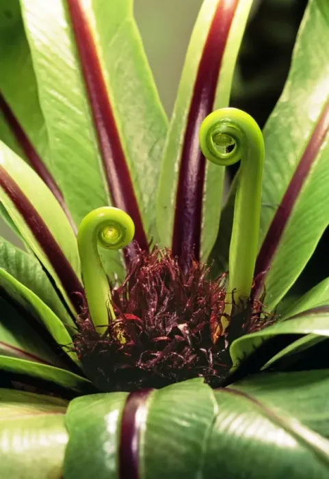 Framed Print : Birds Nest Fern PPG 1145 Asplenium nidus © Pascal Goetgheluck / ARDEA LONDON Framed Print : Birds Nest Fern PPG 1145 Asplenium nidus © Pascal Goetgheluck / ARDEA LONDON