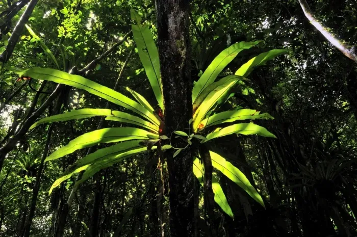 Framed Print : Bird's Nest Fern at tropical rainforest - Masoala National Park - Madagascar Framed Print : Bird's Nest Fern at tropical rainforest - Masoala National Park - Madagascar