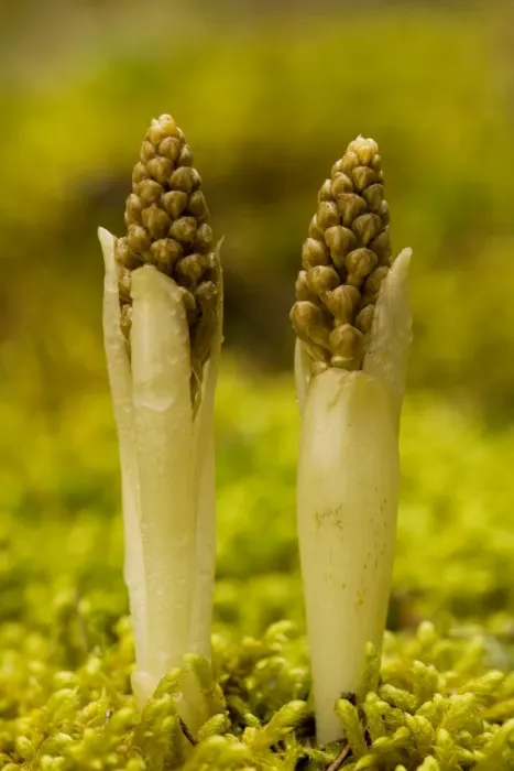 Framed Print : Bird's nest orchid (Neottia nidus-avis) - young spikes emerging