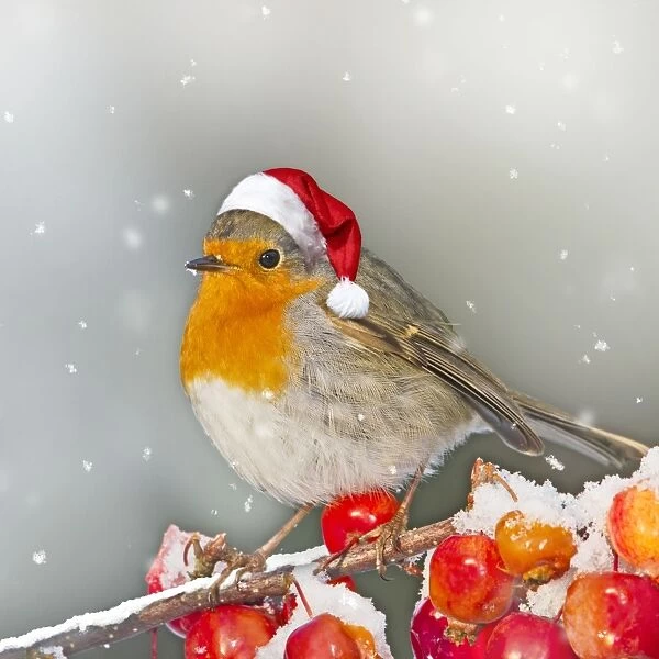 Christmas scene in winter of a Robin wearing a Santa hat (11687699)