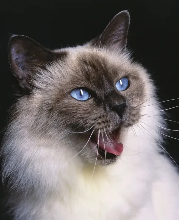 Framed Print : Birman Blue Cat Framed Print : Birman Blue Cat
