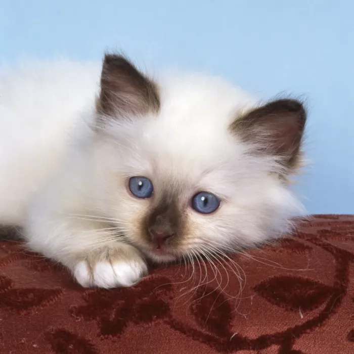 Framed Print : Birman Cat - kitten on cusion Framed Print : Birman Cat - kitten on cusion