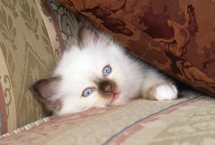 Framed Print : Birman Cat - kitten under cusion on sofa Framed Print : Birman Cat - kitten under cusion on sofa