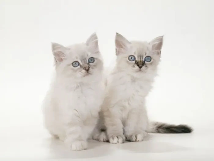 Framed Print : Birman Cat - Kittens Framed Print : Birman Cat - Kittens