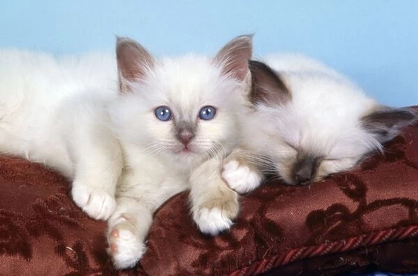 Birman Cat - kittens on cushion