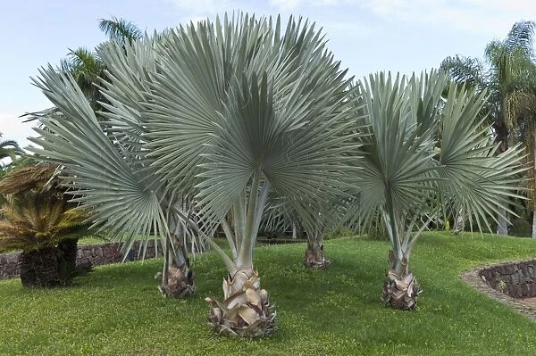 Bismarcks Palm - recreational park - Puerto de la Cruz - Tenerife - February