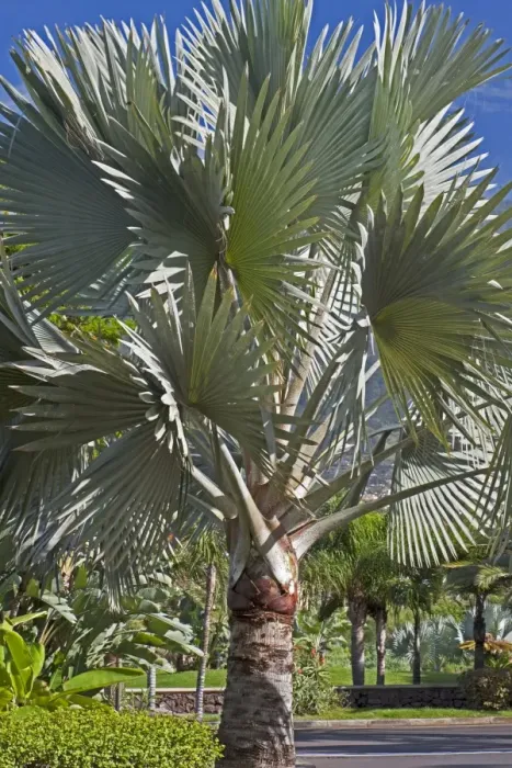 Framed Print : Bismark Palm Tree - Tenerife - February Framed Print : Bismark Palm Tree - Tenerife - February
