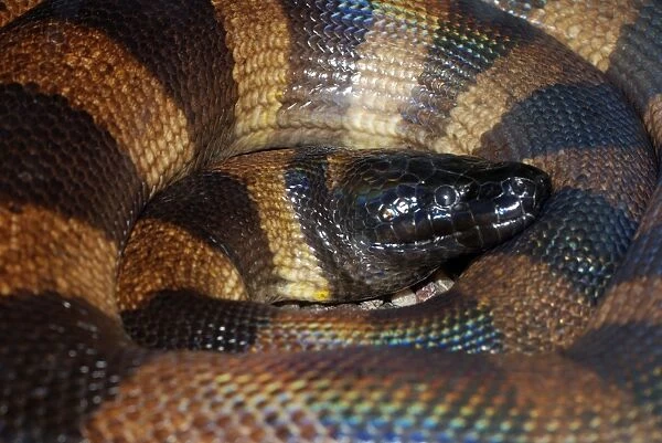 Bismark Ringed Python - Found only on the islands of the Bismark Archipelago