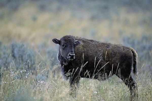 Bison - 3 month old calf - Yellowstone National Park - Montana