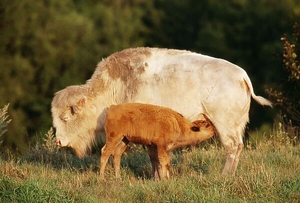 Bison Albino cow nursing calf, Western USA