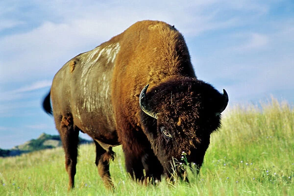 Bison bull grazing on prairie grass, Great Plains, Summer. MB451