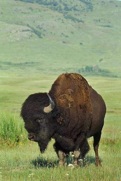 Bison - bull Western U. S. A. MB400