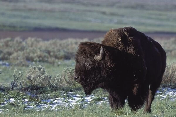 Bison - bull - Yellowstone National Park - Montana - USA
