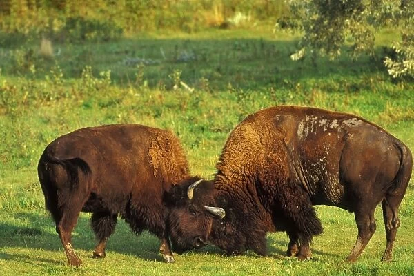 Bison - bulls sparring Western U. S. A. MB468