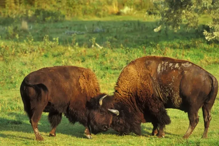 Framed Print : Bison - bulls sparring Western U. S. A. MB468 Framed Print : Bison - bulls sparring Western U. S. A. MB468