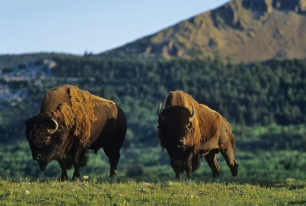 Bison bulls at Waterton Lakes National Park