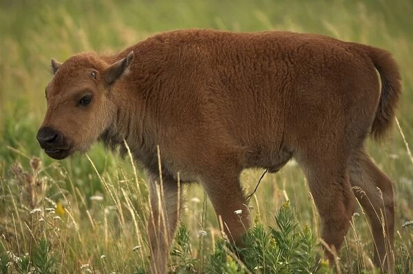 Bison - Calf - Wyoming, USA. Commonly called buffalo - Males weigh up to 2000 pounds-heaviest land mammal in North America-Nearly went extinct by 1894 due to hunting prompting Congress to pass the National Park Protective Act which imposed stiff