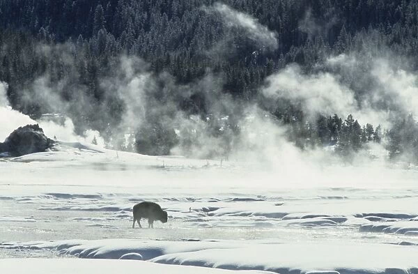 Bison - Covered in Early Morning Frost - Yellowstone National Park - Wyoming - USA MA000484