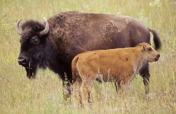 Bison Cow & Calf, national Bison Range, Montana, USA