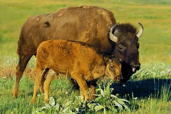 Bison - cow with calf Western U. S. A. MB310
